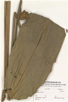 藏品(柊葉屬)的圖片